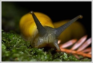 Banana slug,.jpg